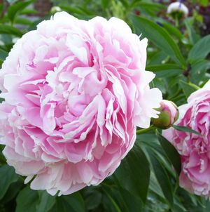 Sarah Bernhardt Peony