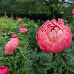 Coral Charm Peony