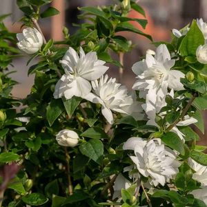 Pearl of Perfume Mock Orange