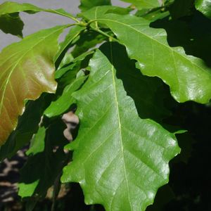 Swamp White Oak