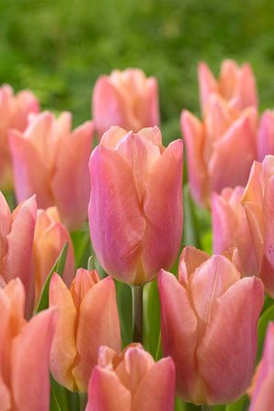 Tulipa 'Salmon Prince'