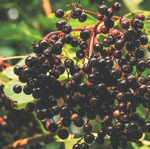 American Elderberry