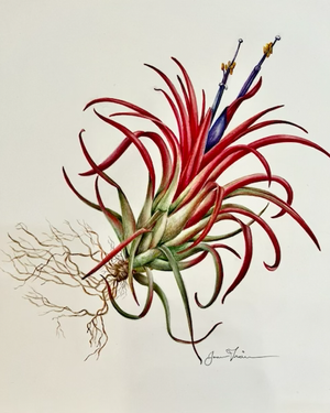Art Loop August 2026: Contemporary Botanical Artists “The Art of Nature