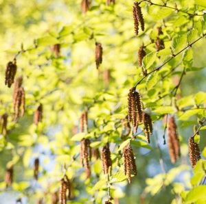 Sweet Birch (Black Birch)