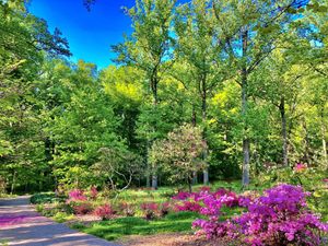 Tyler Arboretum Champion Trees & Gardens Tour