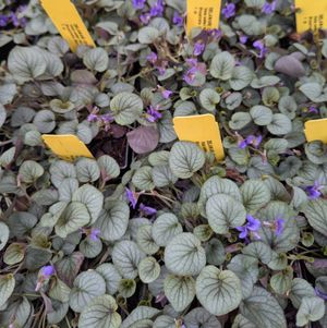 Silver Gem Prostrate Blue Violet