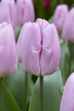 Tulipa 'Mystic Prince'