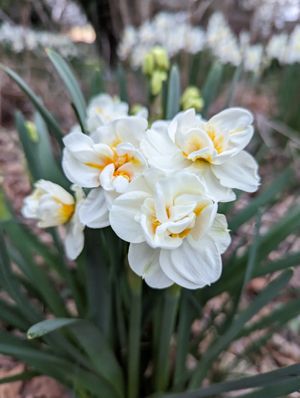 Narcissi 'Sir Winston Churchill'