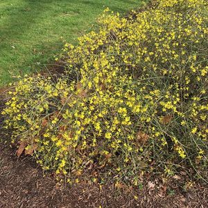 Winter Jasmine