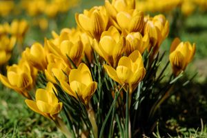 Crocus 'Golden Yellow'