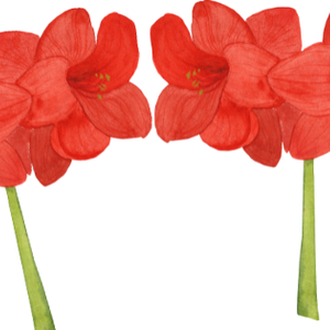 Amaryllis Partner 2025