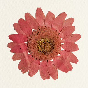 General Admission Ticket