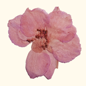 Lang Advocate Ticket