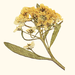 Lang Family Sponsorship Package