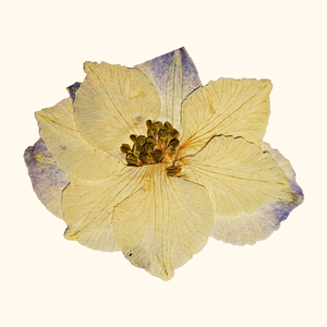 General Admission Ticket