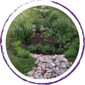 Rain Garden