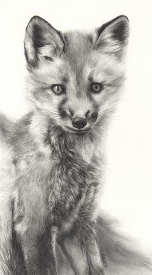 Drawing a Fox