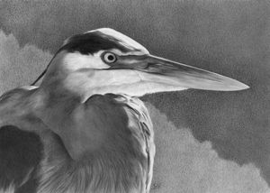 Drawing a Great Blue Heron