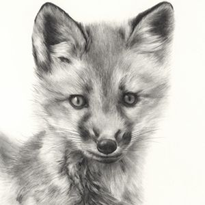 Drawing a Fox