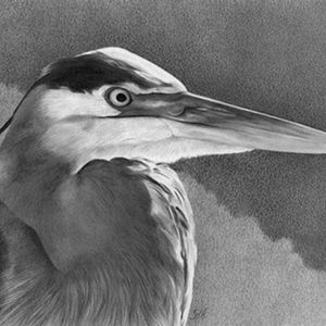 Drawing a Great Blue Heron