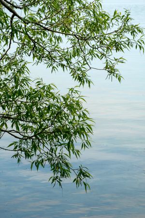 Crafting Beautiful Photographs in Nature