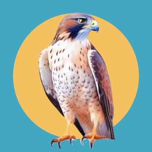 Peregrine Falcon Membership