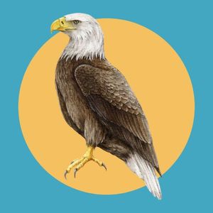 Bald Eagle Membership