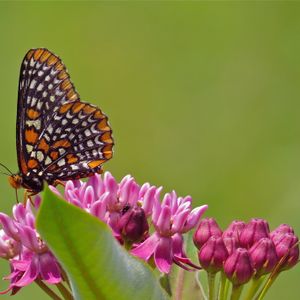 2026 Late Summer Butterfly Walk