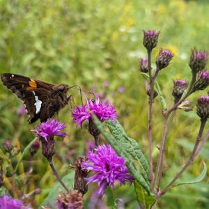 2026 Butterfly Walk