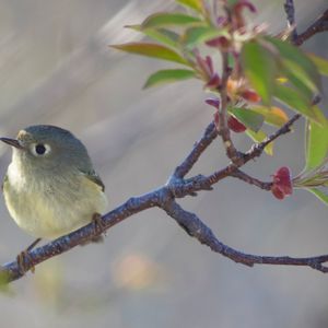 Fall Migration Bird Walk