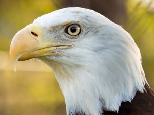 Bald Eagle Sponsor