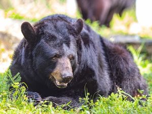 Black Bear Sponsor
