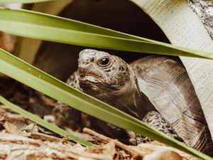 Gopher Tortoise Sponsor