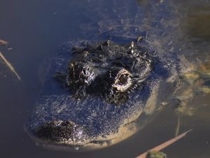 Alligator Sponsor