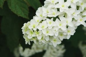 Oak Leaf Hydrangea