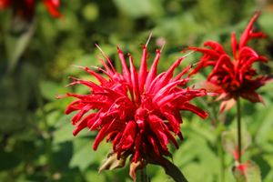 Scarlet Beebalm