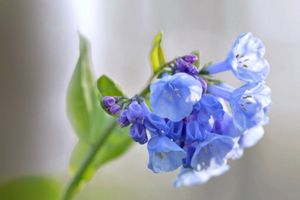 Virginia Bluebell