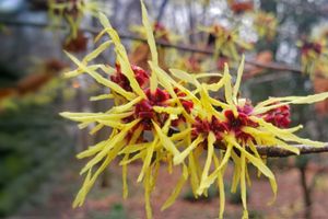 Witch Hazel