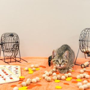 Early Registration | Bingo Tickets