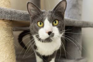 Spay & Neuter Pay What You Can