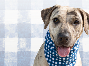 Make a donation - Support our Animals