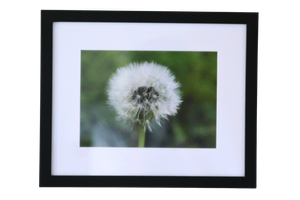 8x10 Photo by Avery Y.