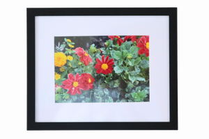 8x10 Photo by Imani M.