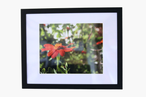 11x14 Photo by Sire G.
